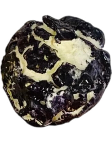 Black Vanilla Popcorn Kernel