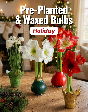 Holiday Flowers Catalog Fundraiser