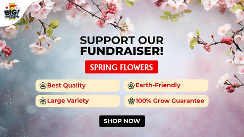 Spring Flowers-Twitter