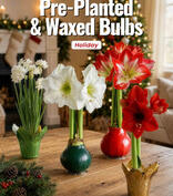 Holiday Flowers Catalog Fundraiser